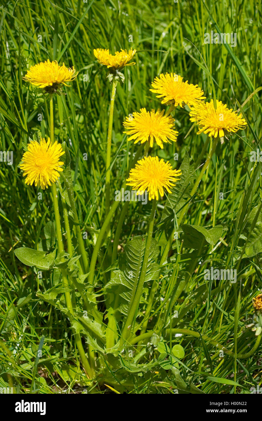 common dandelion (Taraxacum officinale), blooming in a meadow, Germany Stock Photo