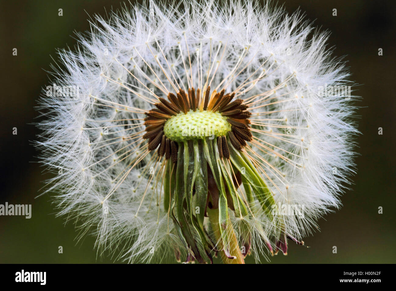 common dandelion (Taraxacum officinale), infructescence, Germany Stock Photo