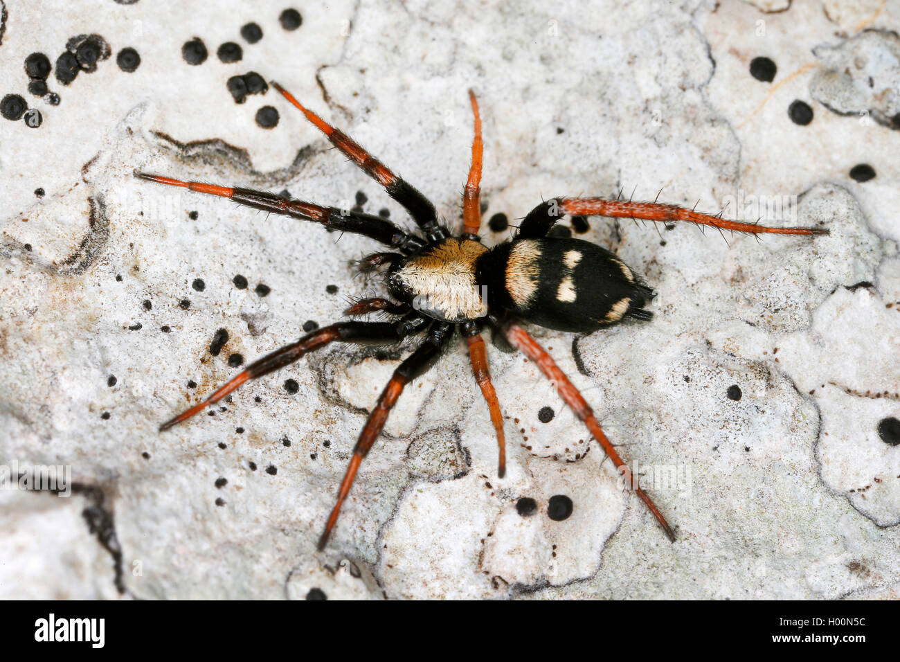 Ground spider (Callilepis schusteri), on the ground, Austria Stock Photo