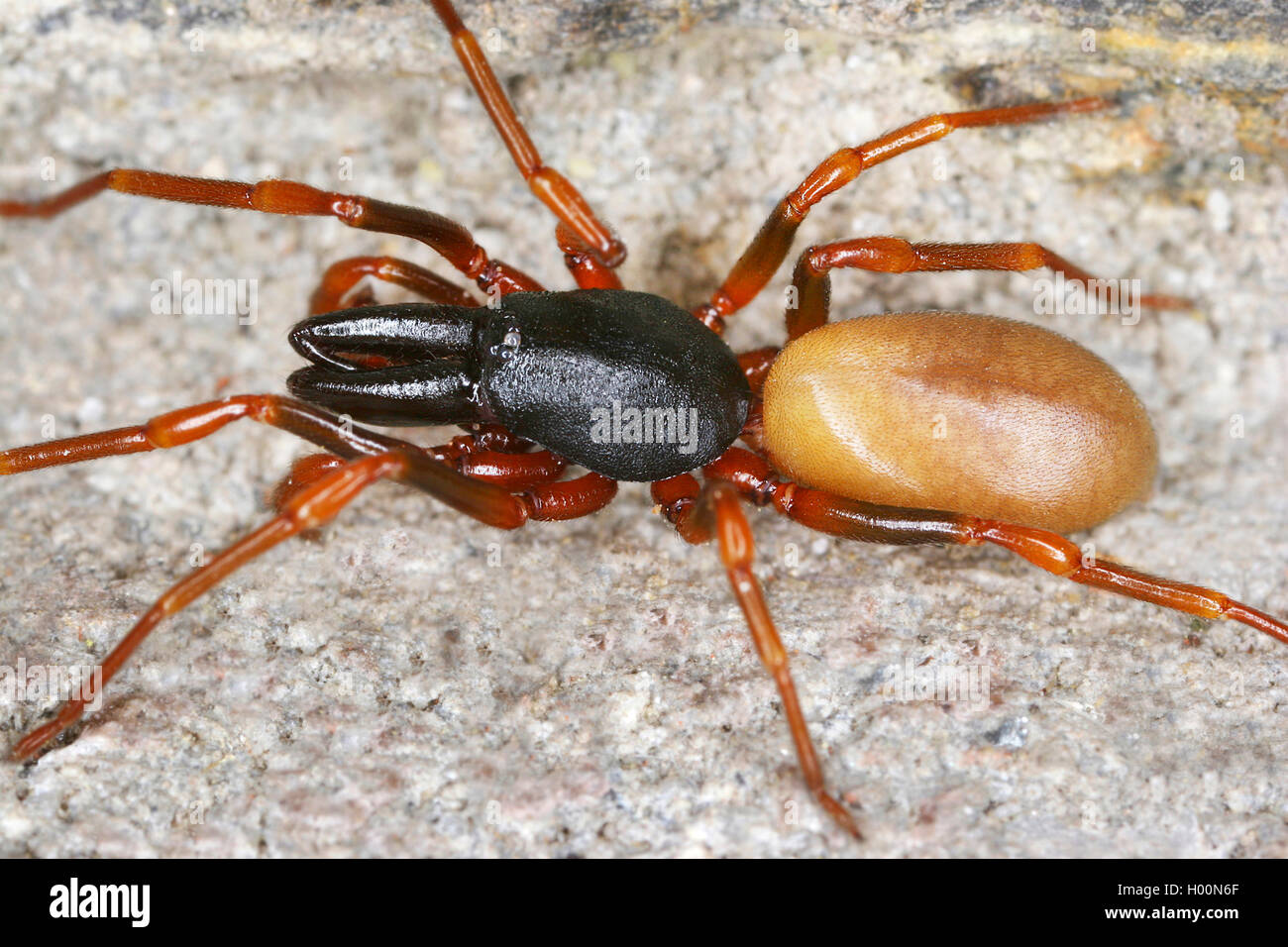 woodlouse hunter (Dysdera cf. longirostris), on a stone, Austria Stock Photo