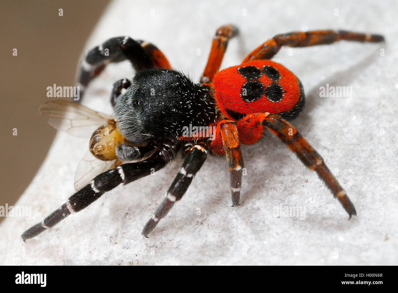 Ladybird spider (Eresus niger, Eresus cinnaberinus, Eresus kollari), male with caught fly, Austria Stock Photo