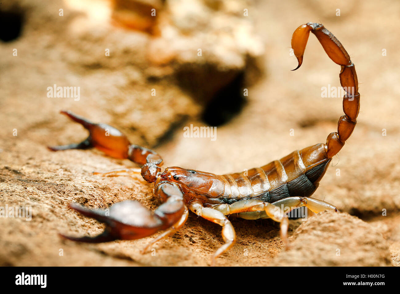 scorpion (Euscorpius tergestinus), on a stone Stock Photo