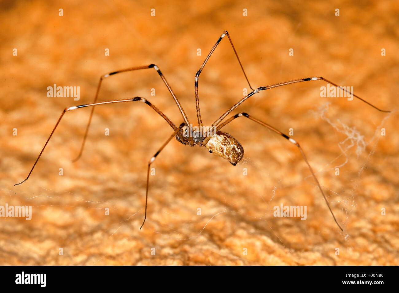 Geringelte Zitterspinne (Holocnemus pulchei), auf einem Stein, Oesterreich | Marbled cellar spider (Holocnemus pulchei), on a st Stock Photo