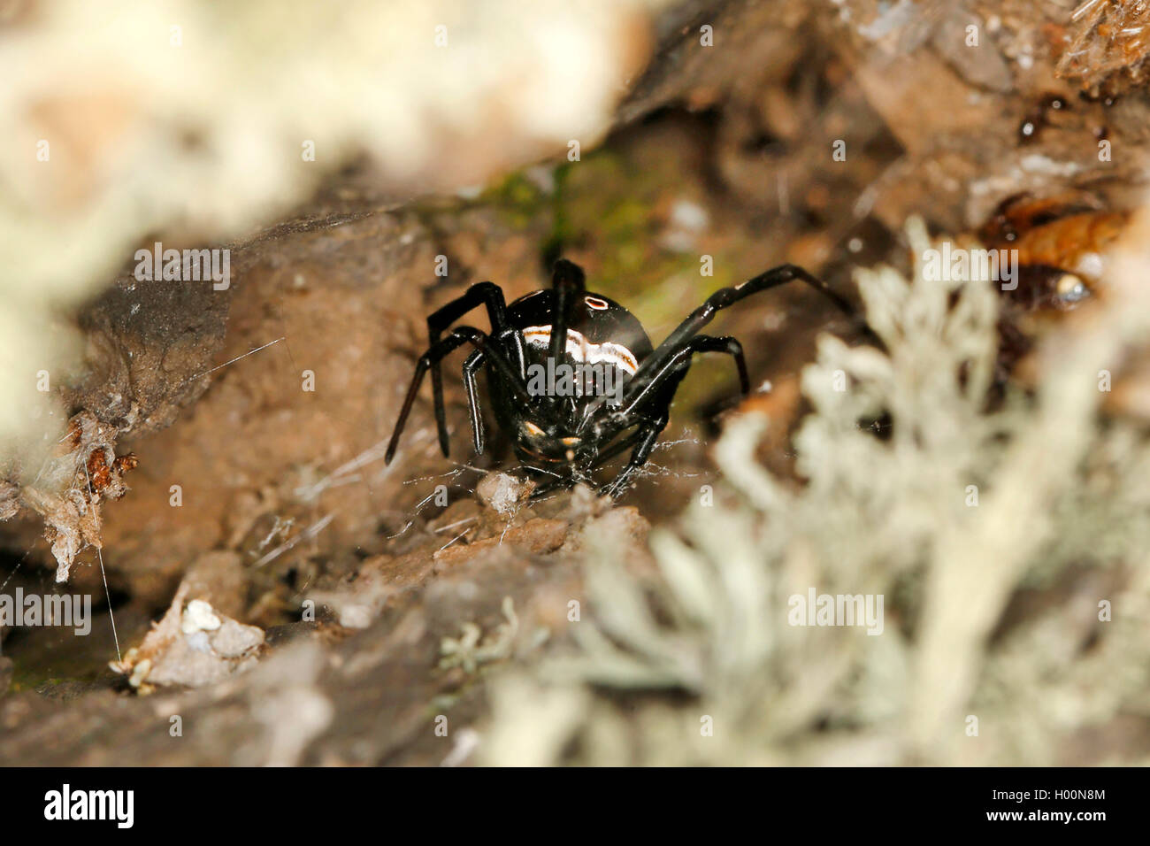 European black widow, southern black widow, Mediterranean black widow