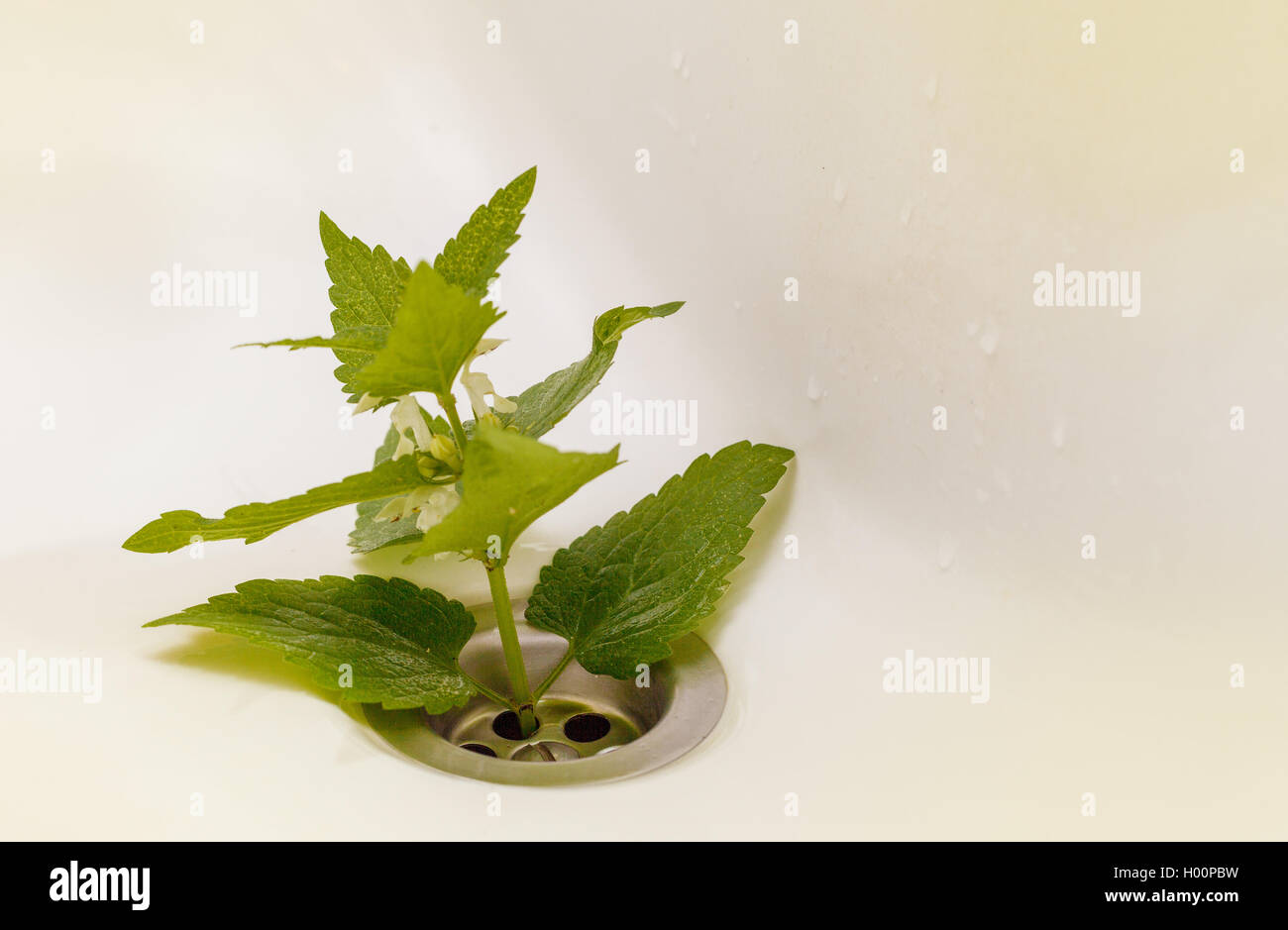 Green fresh plant growing up from a bathroom sink, concept of life Stock  Photo - Alamy