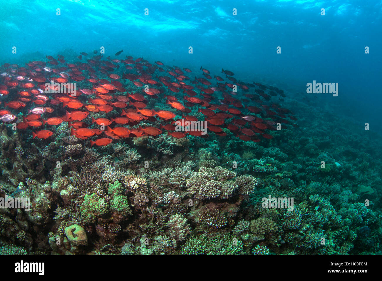 School of big-eyed soldierfish stream across coral reef in the Red Sea, Egypt. Stock Photo