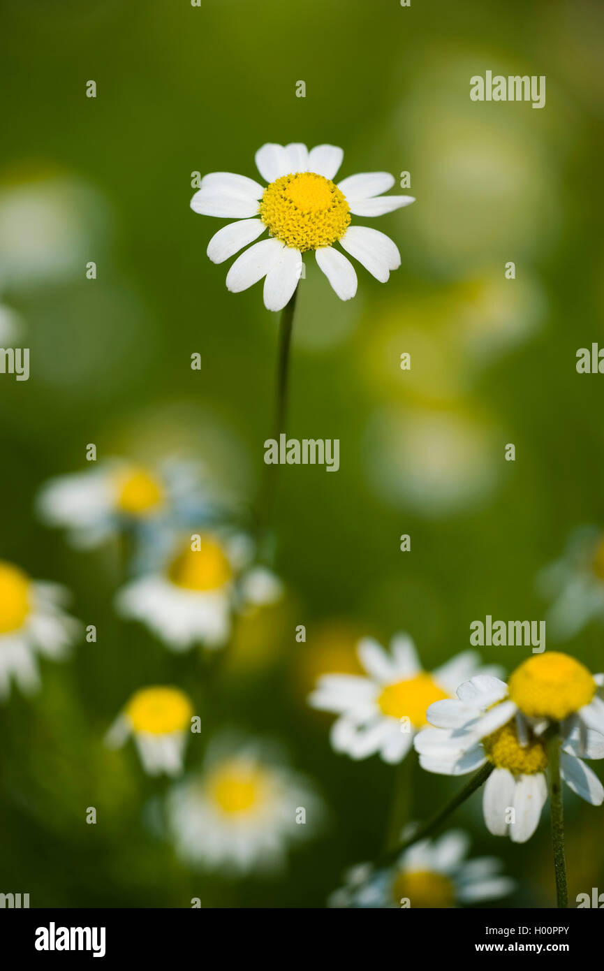 500 Roman Chamomile Seeds - Chamaemelum Nobile - Non-GMO Medicinal Her – O'Neill Seeds - Foto 10