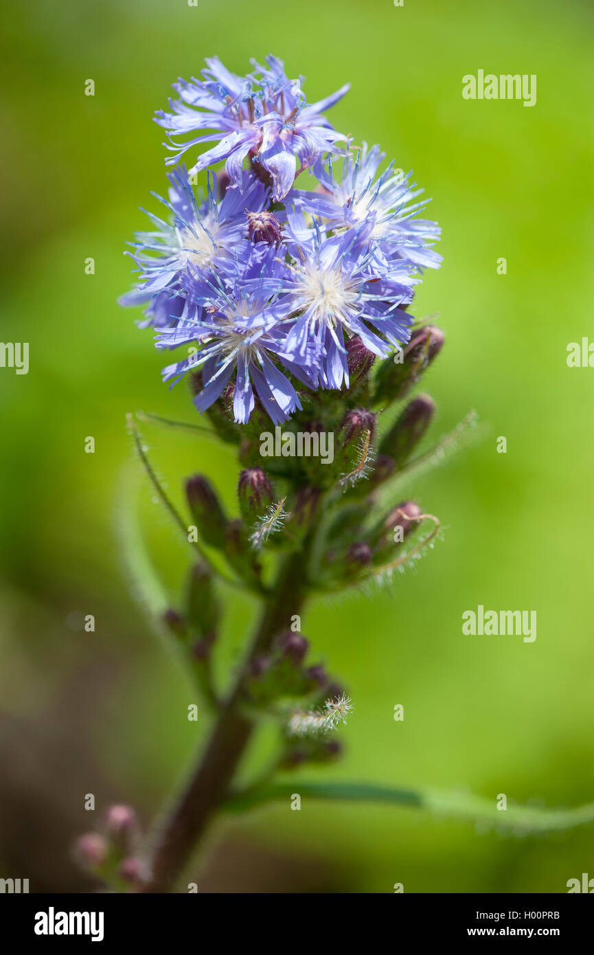 Mountain Sow Thistle, Alpine Blue-sow-thistle (Cicerbita alpina, Lactuca alpina, Mulgedium alpinum), inflorescence, Switzerland Stock Photo