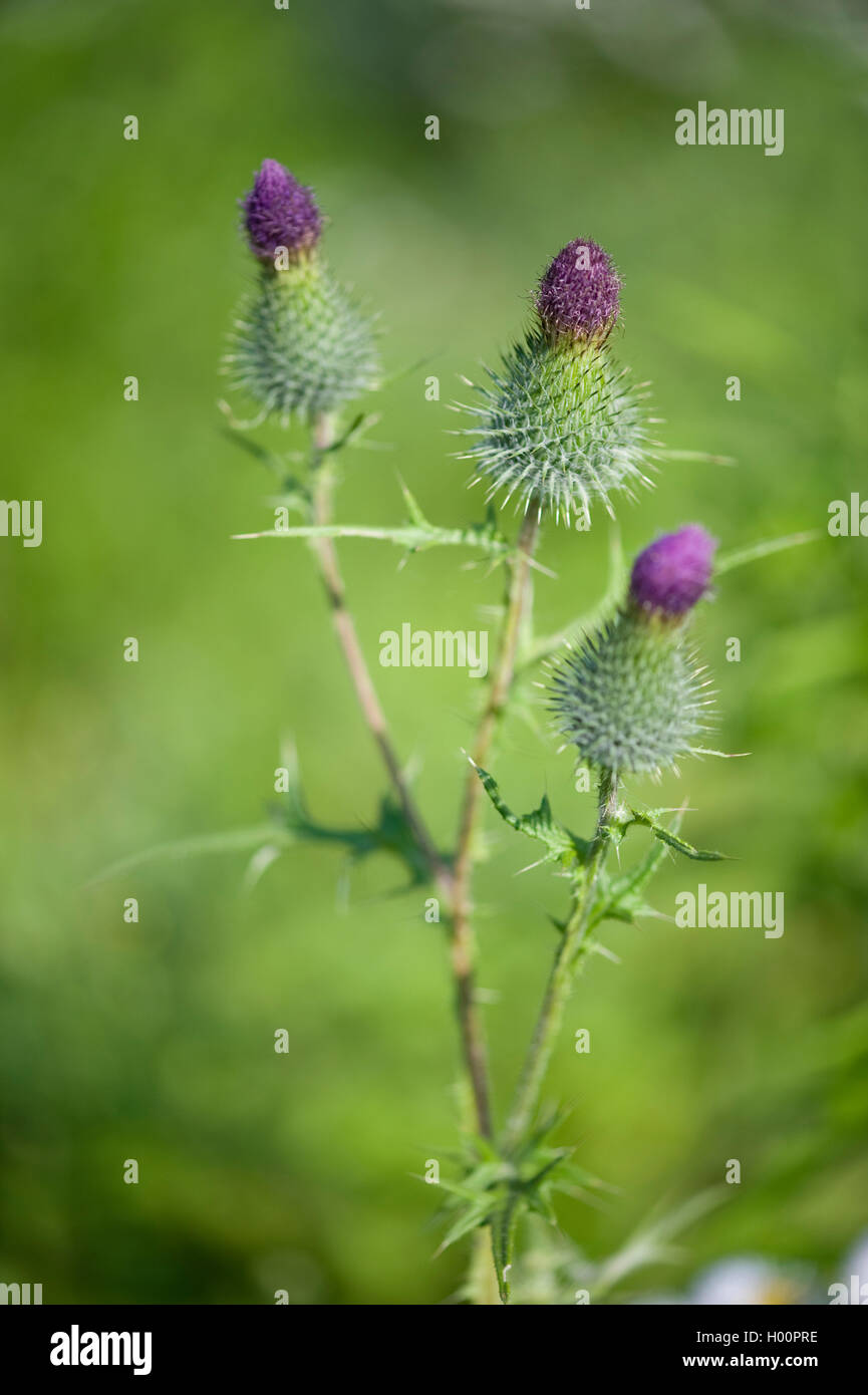 Bull thistle, Common thistle, Spear thistle (Cirsium vulgare, Cirsium lanceolatum), blooming, Germany, Alsbach Hasselbach Stock Photo