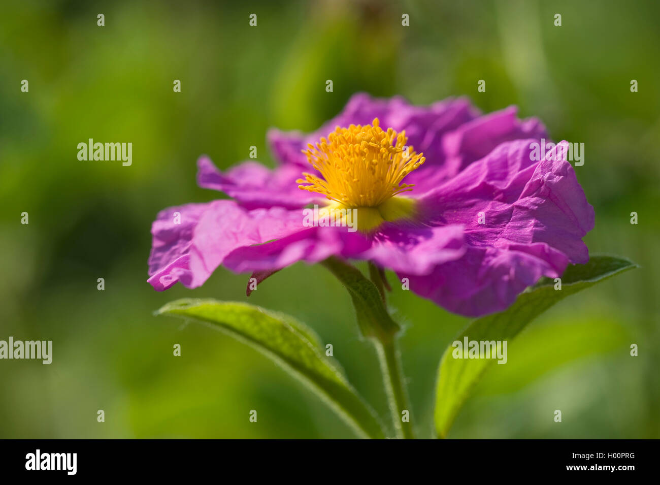 Pink Roses Incence Rocks pink rock rose (Cistus villosus, Cistus incanus), flower Stock Photo ...