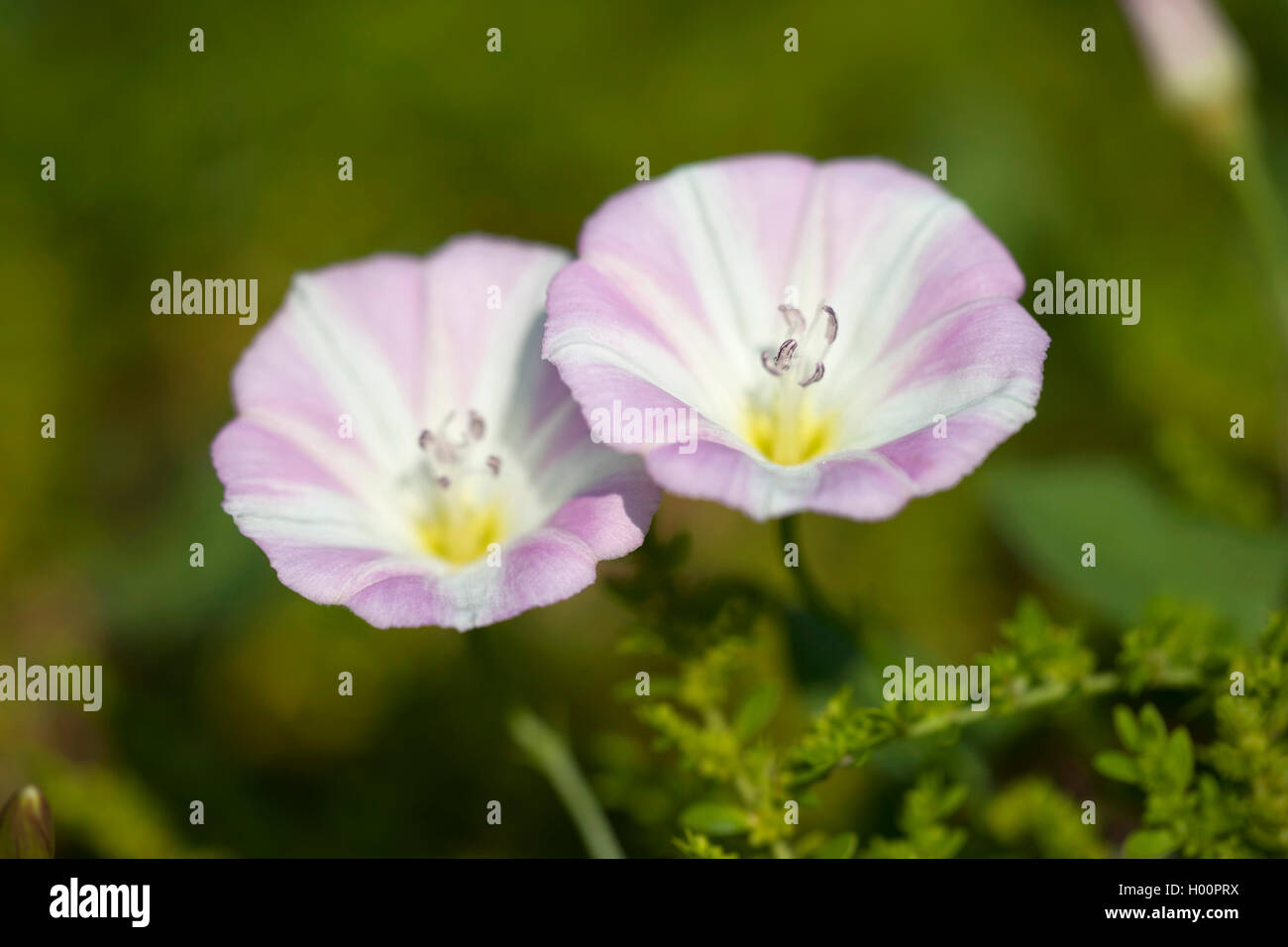field bindweed, field morning-glory, small bindweed (Convolvulus arvensis), two flowers, Germany Stock Photo