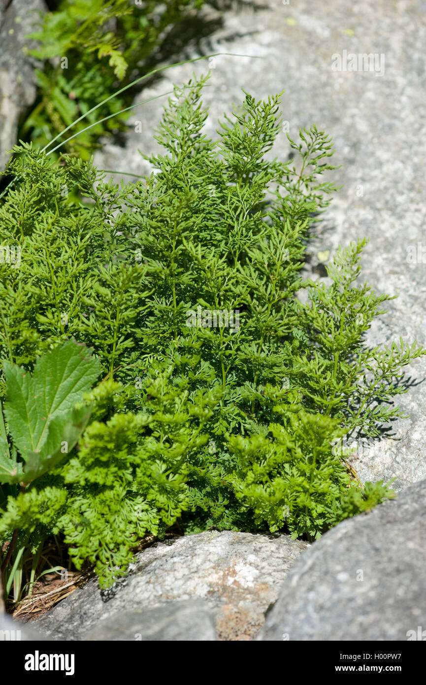 Parsley fern (Cryptogramma crispa), in a rock crevice, Switzerland,  Furkapass Stock Photo