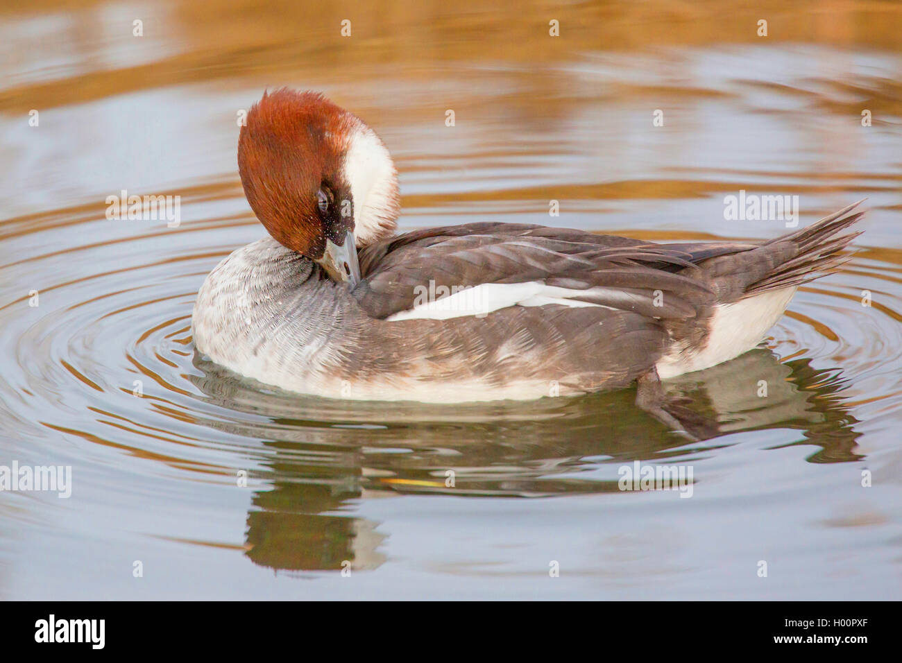 Zwergsaeger, Zwerg-Saeger (Mergus albellus), Weibchen putzt sich das Gefieder, Seitenansicht, Deutschland | smew (Mergus albellu Stock Photo