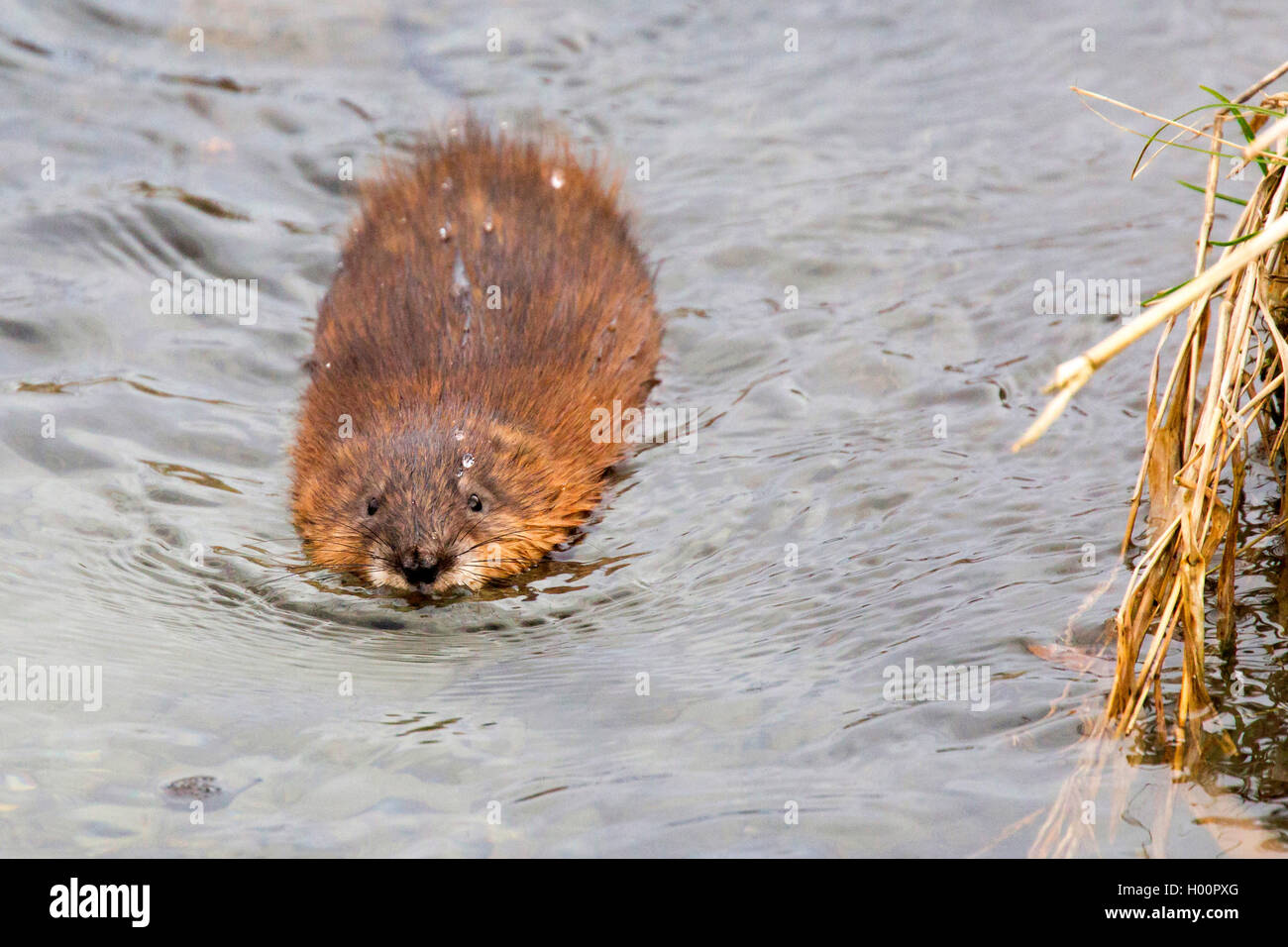 Bisamratte, Bisam (Ondatra zibethica), schwimmt in einem Bach, Deutschland, Bayern, Niederbayern | muskrat (Ondatra zibethica), Stock Photo
