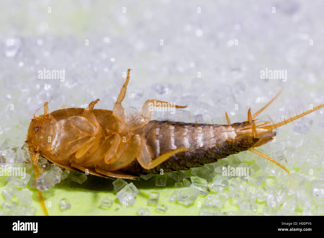 silverfish (Lepisma saccharina), in supine position, Germany Stock Photo