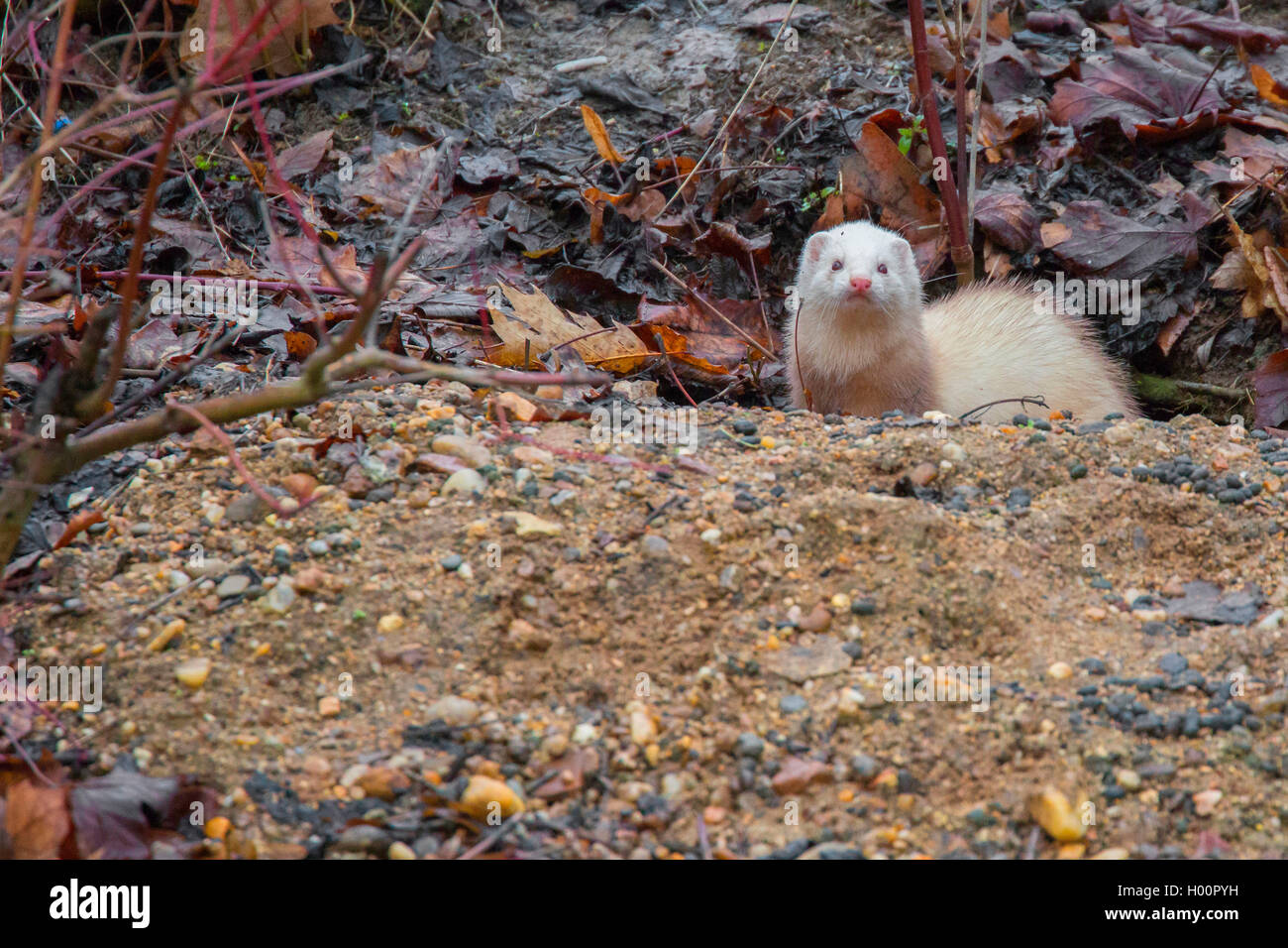 Frettchen (Mustela putorius f. furo, Mustela putorius furo), schaut aus Kaninchenbau, Deutschland | domestic polecat, domestic f Stock Photo