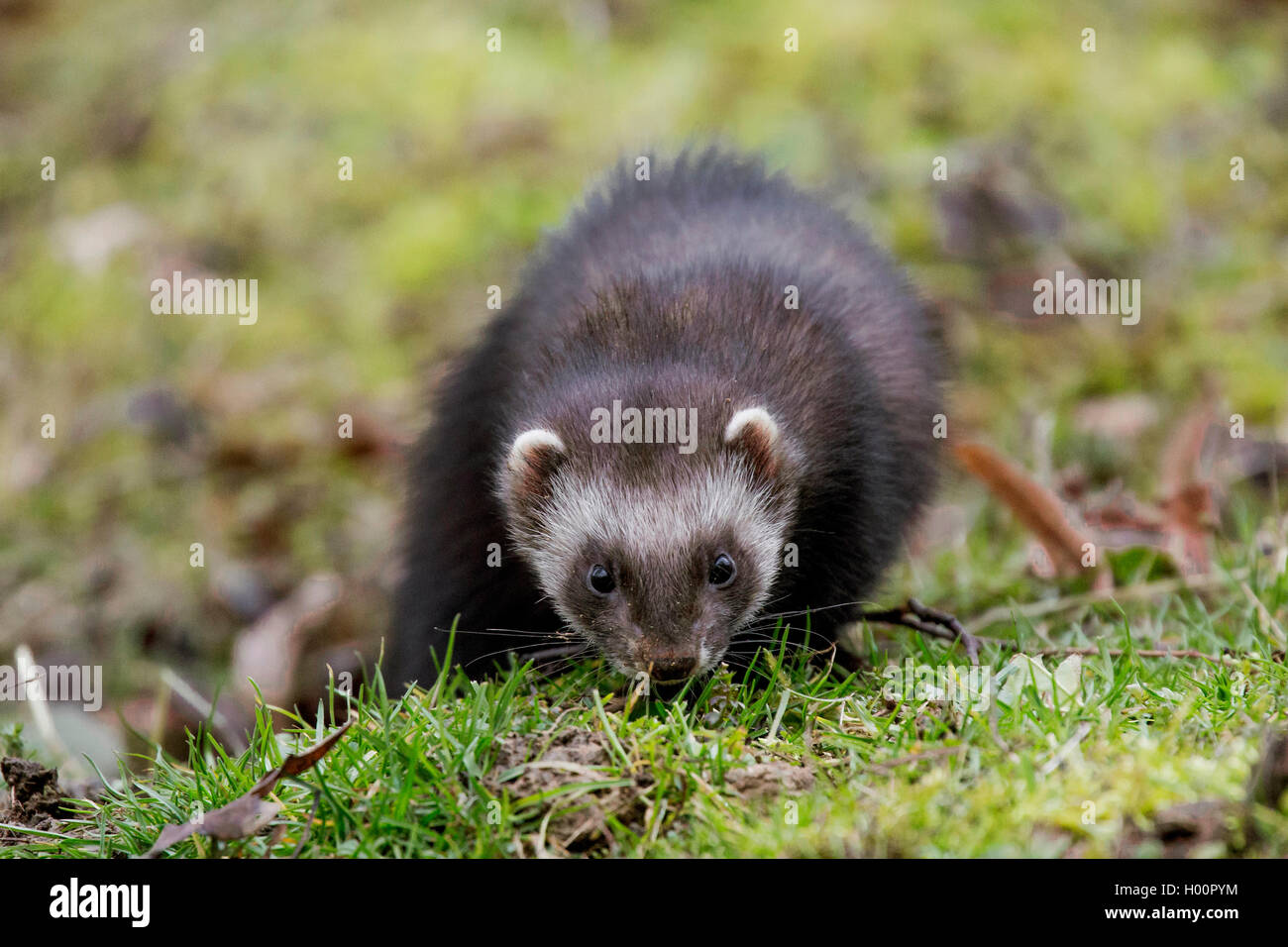 domestic polecat, domestic ferret (Mustela putorius f. furo, Mustela putorius furo), winds a scent in the grass, Germany Stock Photo