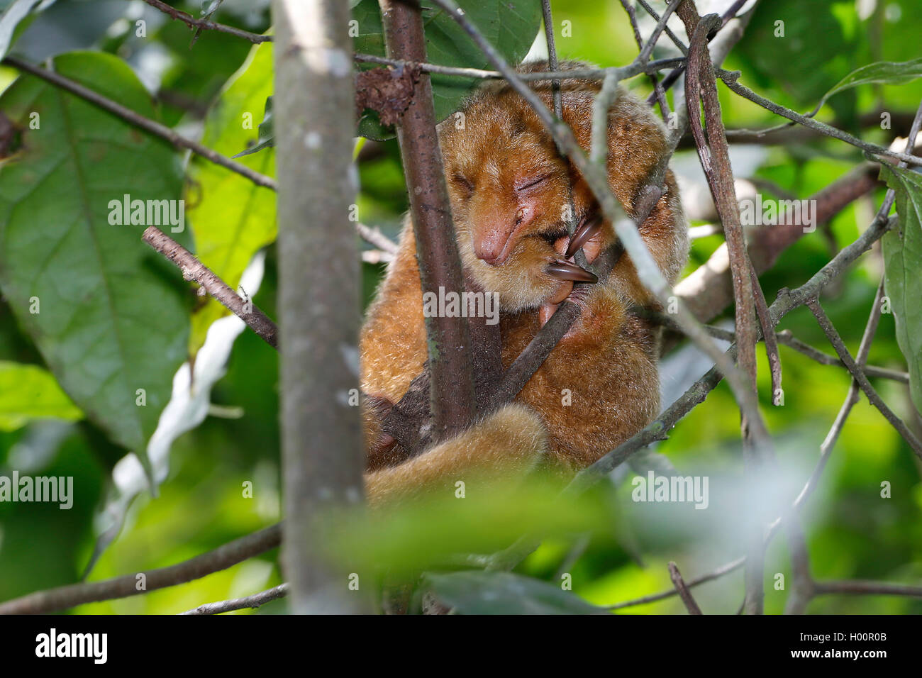 Silky anteater, Pygmy anteater (Cyclopes didactylus), sleeping in a shrub, Costa Rica Stock Photo