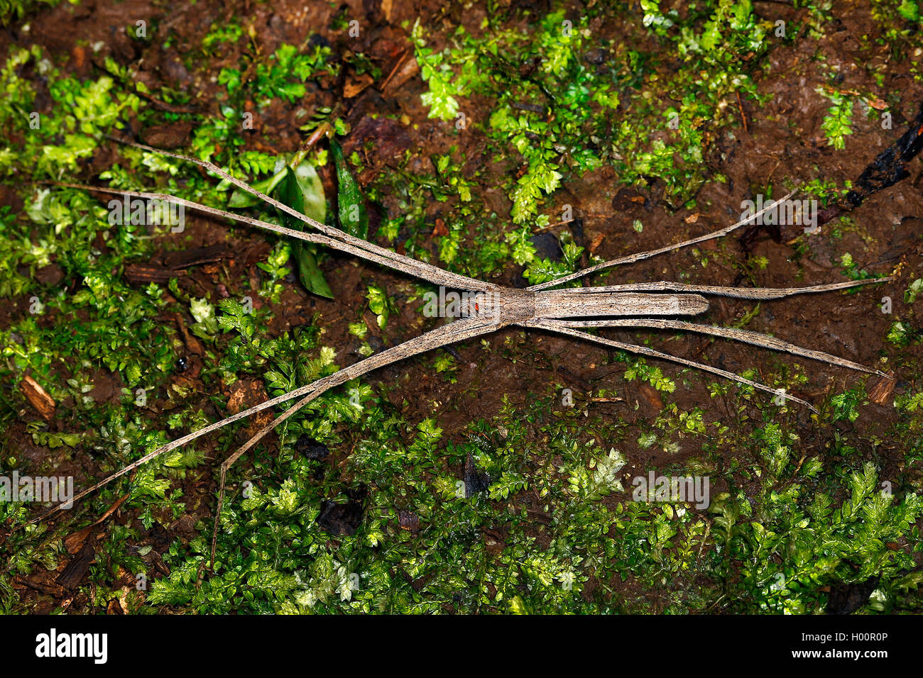 net-casting spider (Deinopis longipes), on the ground, Costa Rica Stock Photo