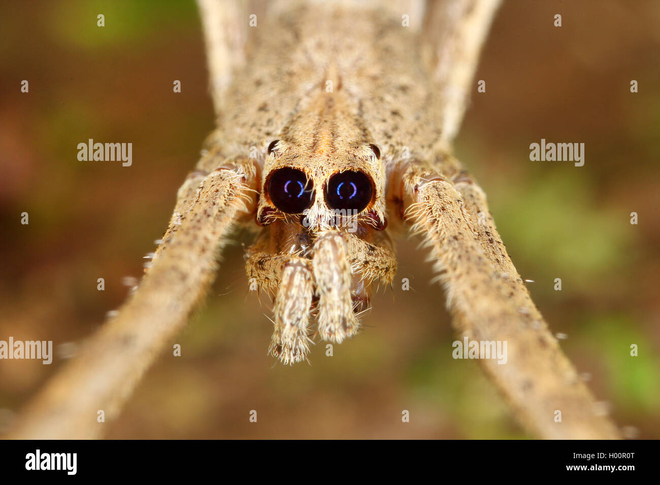 net-casting spider (Deinopis longipes), Portrait, Costa Rica Stock Photo
