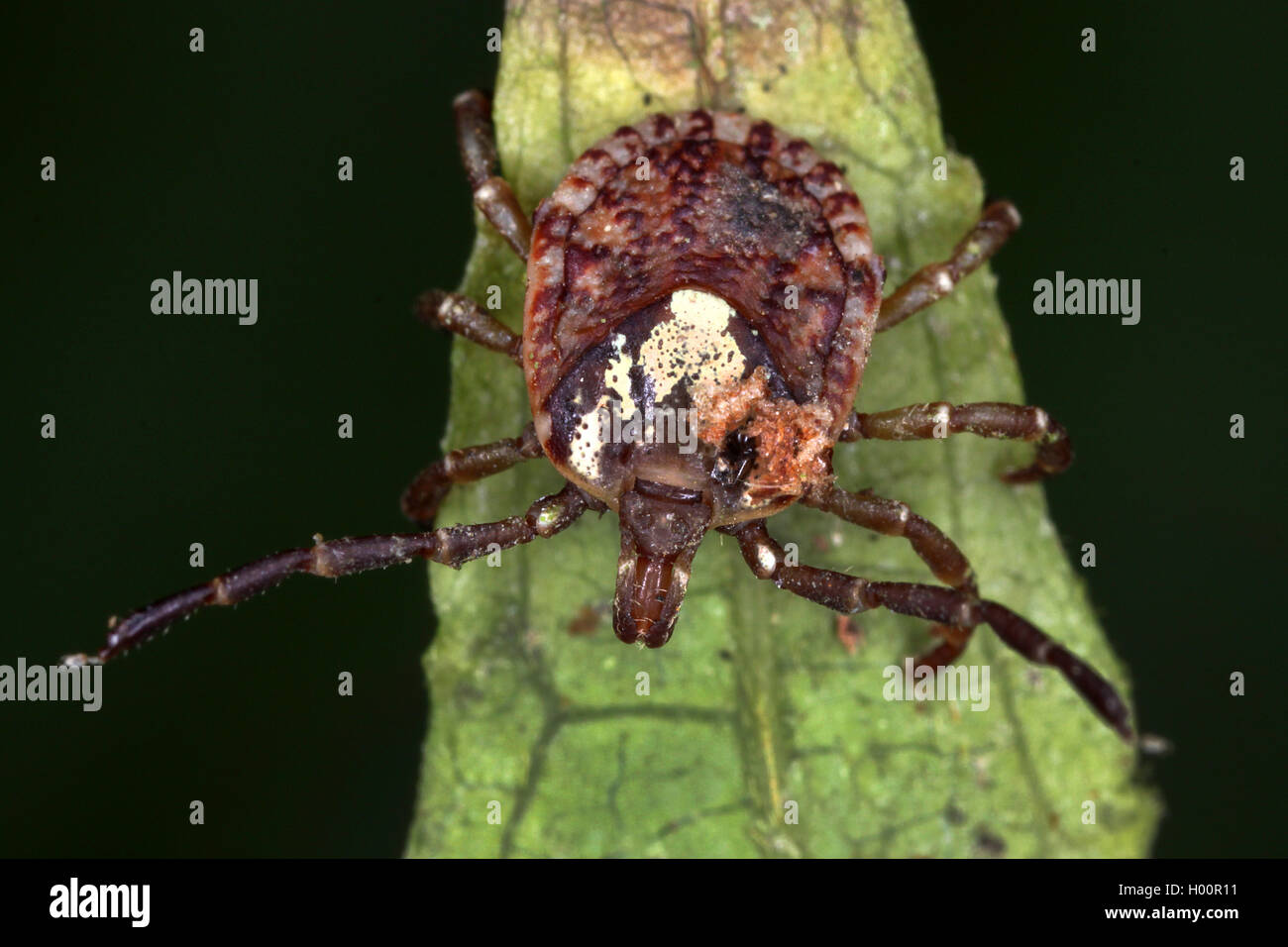 eastern wood ticks (Dermacentor spec.), on a leaf, Costa Rica Stock