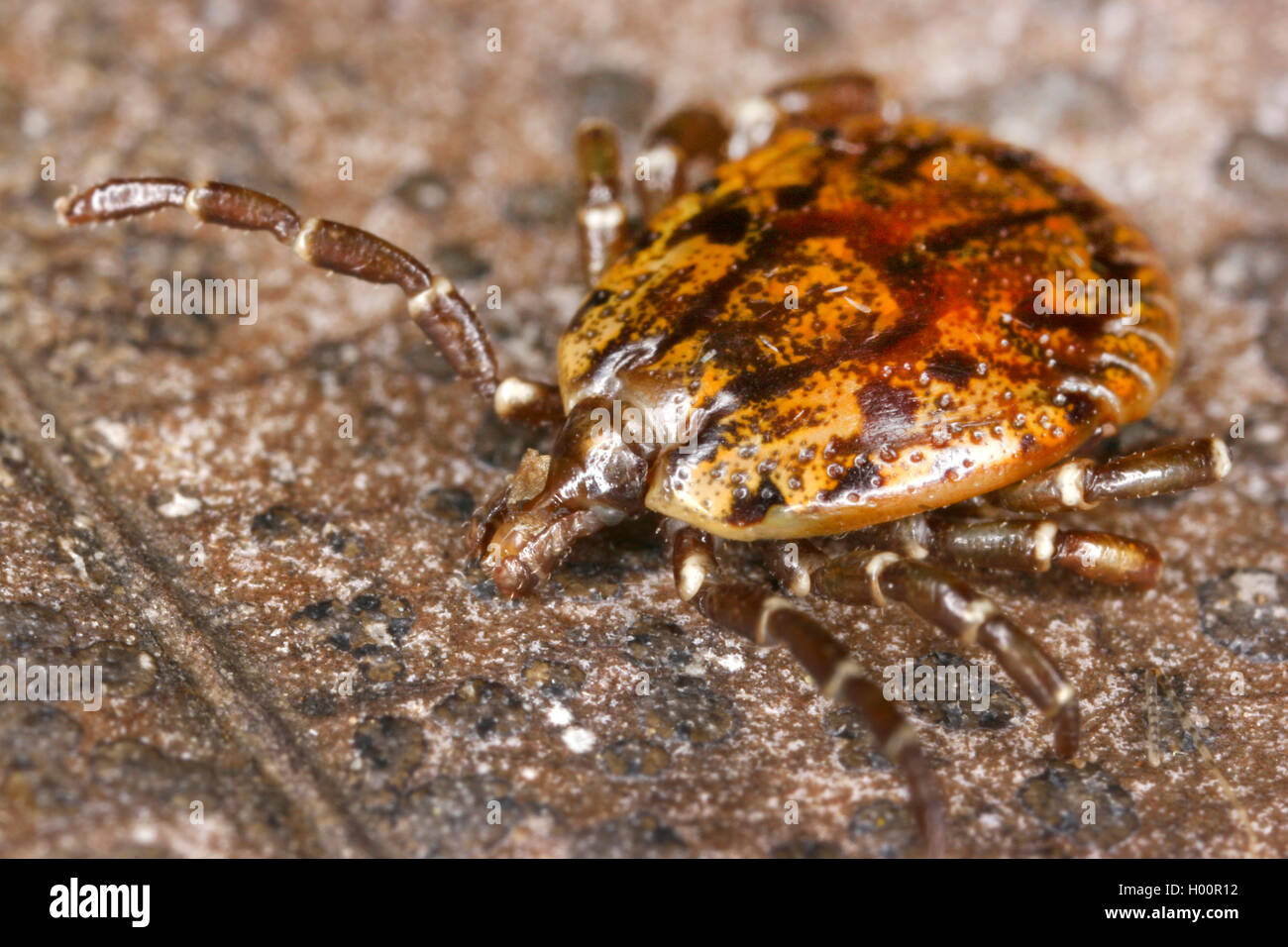 eastern wood ticks (Dermacentor spec.), on a snake, Costa Rica Stock