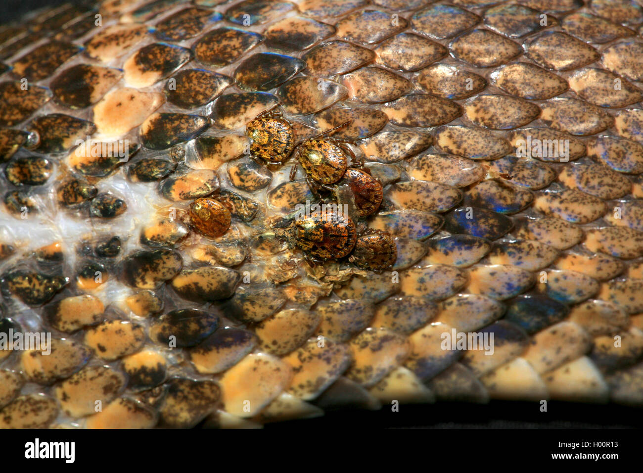eastern wood ticks (Dermacentor spec.), ticks on a snake, Costa Rica Stock Photo