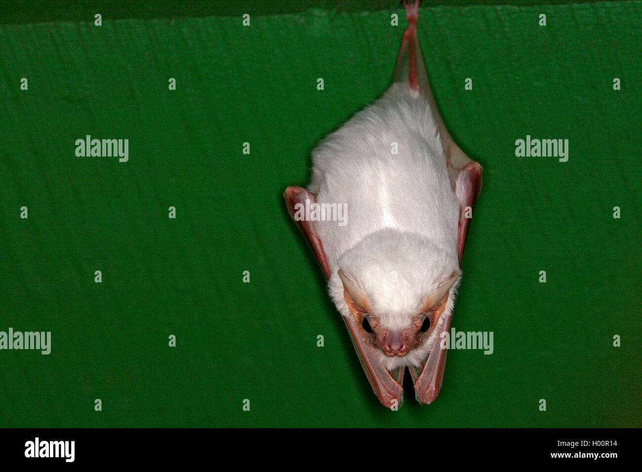 Northern Ghost Bat Daily Bat 18 Northern Ghost Bat animaltok