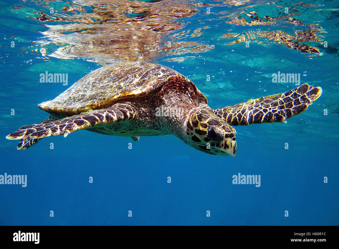 hawksbill turtle, hawksbill sea turtle (Eretmochelys imbricata), swimming, Seychelles Stock Photo