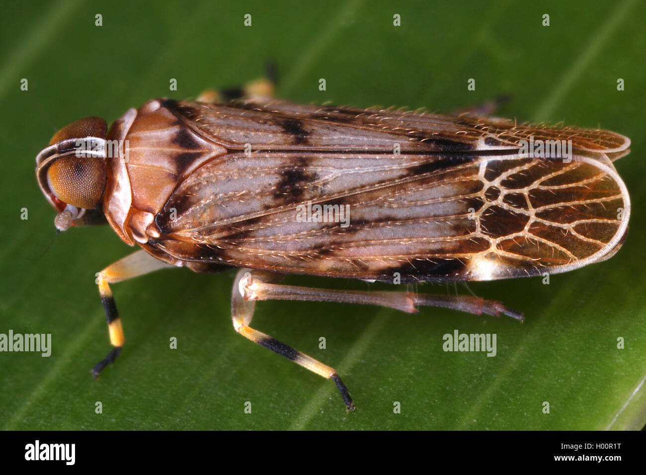 Glasfuegelzikade, Fipsianus andreae (Fipsianus andreae), auf einem Blatt, Seychellen | planthopper (Fipsianus andreae), on a lea Stock Photo