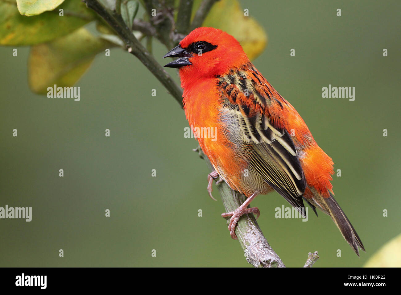 Madagascan red fody (Foudia madagascariensis), male in breeding plumage sitting on a twig, side view, Seychelles Stock Photo