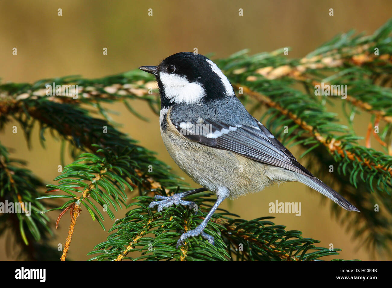 Coal tit (Periparus ater, Parus ater), sits on a twig, Germany Stock Photo