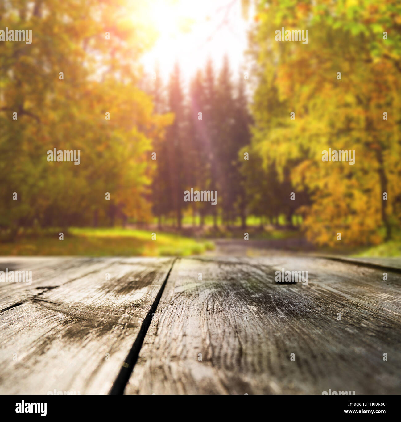 Forest table hi-res stock photography and images - Alamy