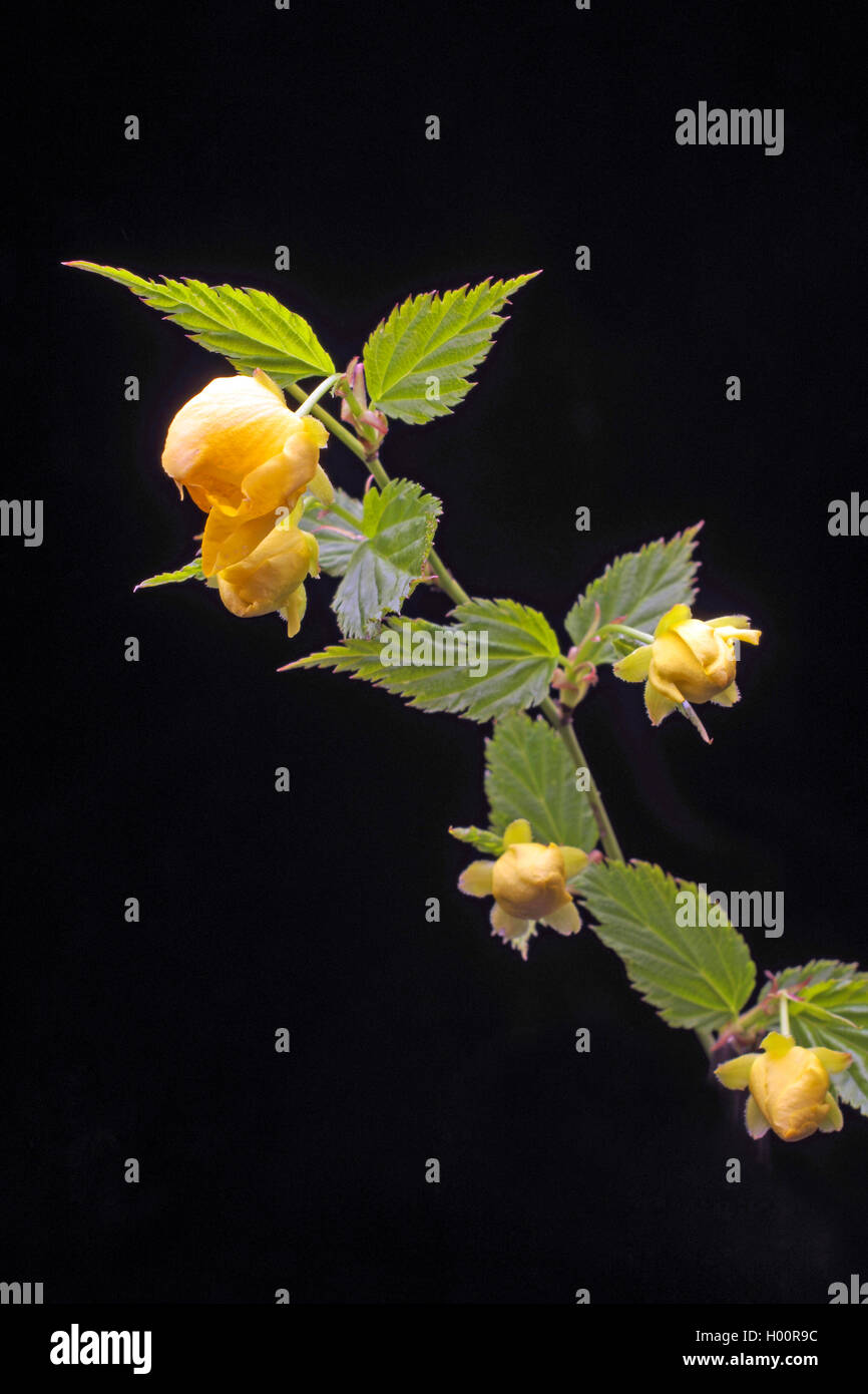 Japanese Rose, Jew's Mallow, Jews Mallow (Kerria japonica), buds against black background Stock Photo