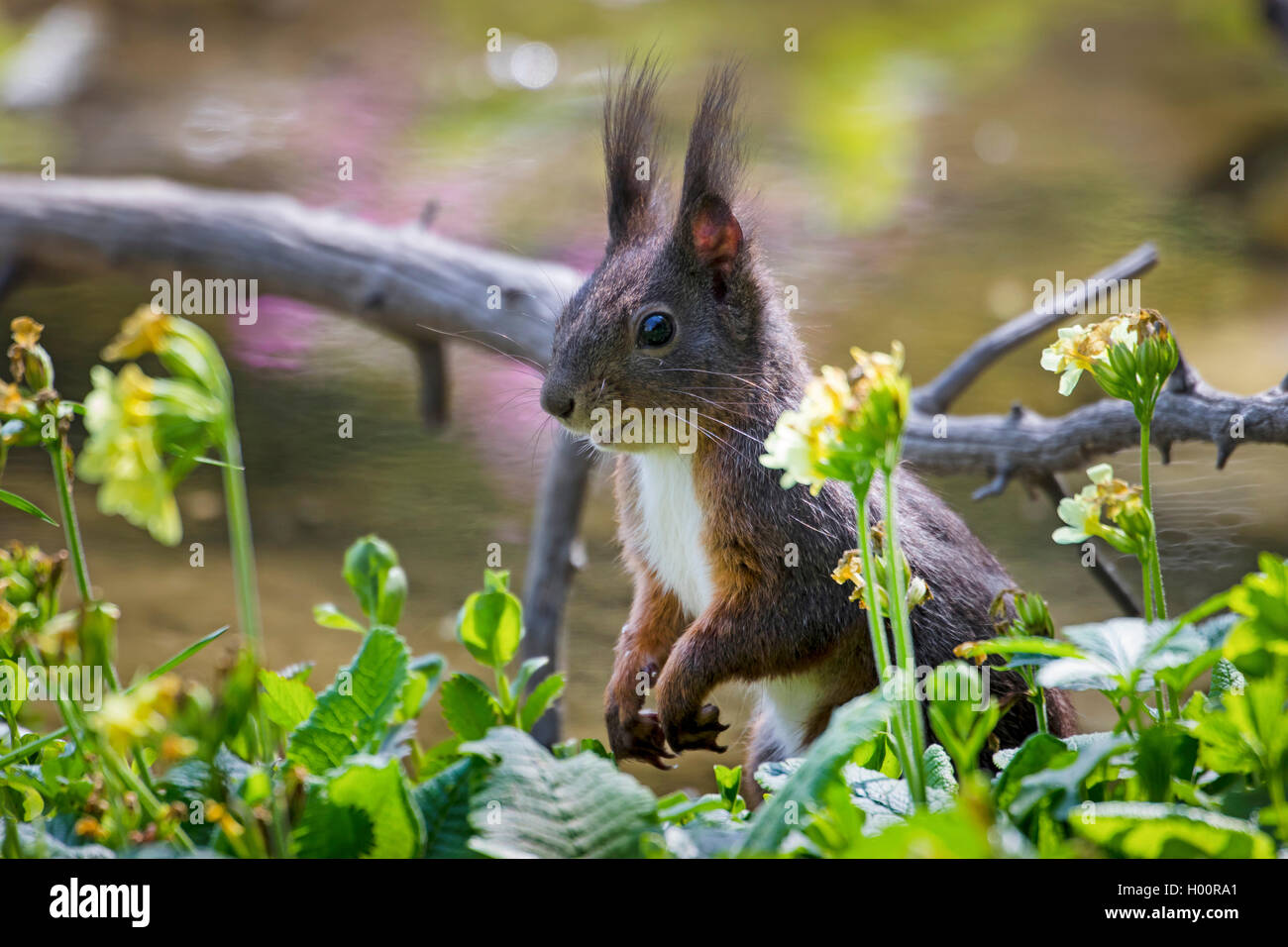 Europaeisches Eichhoernchen, Eurasisches Eichhoernchen, Eichhoernchen (Sciurus vulgaris), zwischen Schluesselblumen auf Nahrungs Stock Photo