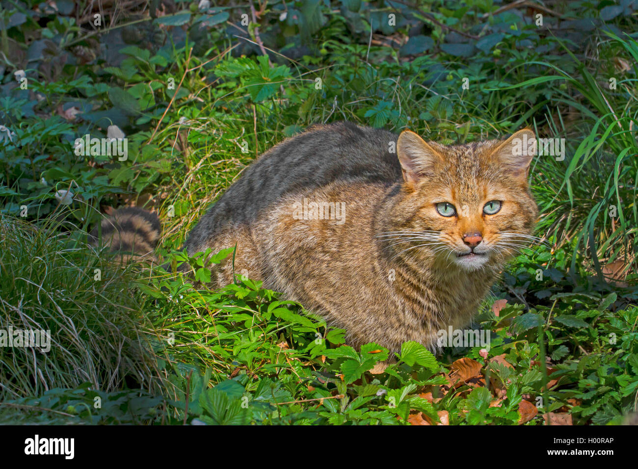 European wildcat, forest wildcat (Felis silvestris silvestris), sits ina meadow in forest with flowers, Austria, Vorarlberg Stock Photo