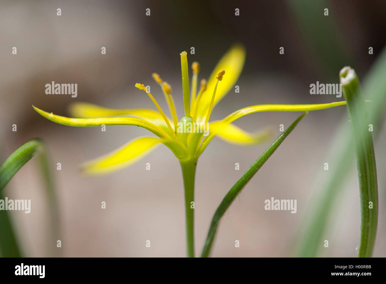 Meadow gagea (Gagea pratensis), flower, Germany Stock Photo