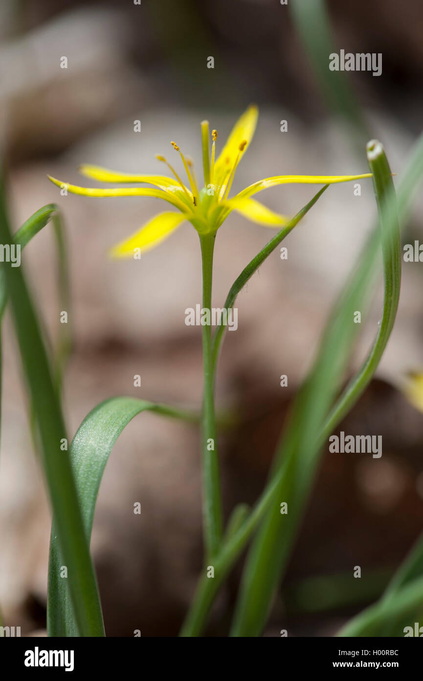 Meadow gagea (Gagea pratensis), flower, Germany Stock Photo