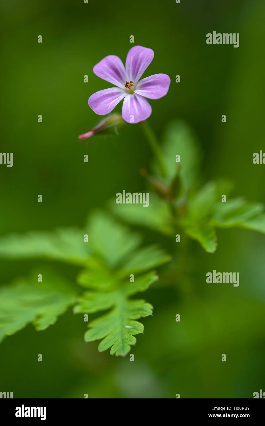 Herb Robert, Red Robin, Death come quickly, Robert Geranium (Geranium robertianum, Robertiella