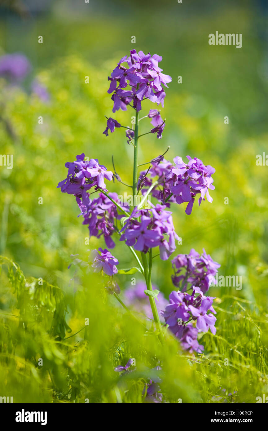dame's-rocket, dame's-violet, garden rocket, Dame's rocket (Hesperis matronalis), blooming, Germany Stock Photo