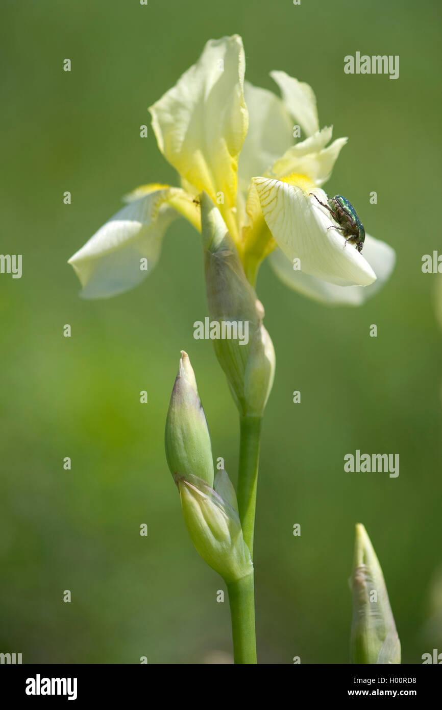 Lemon-yellow Iris (Iris flavescens, Iris x flavescens), flower and bud Stock Photo