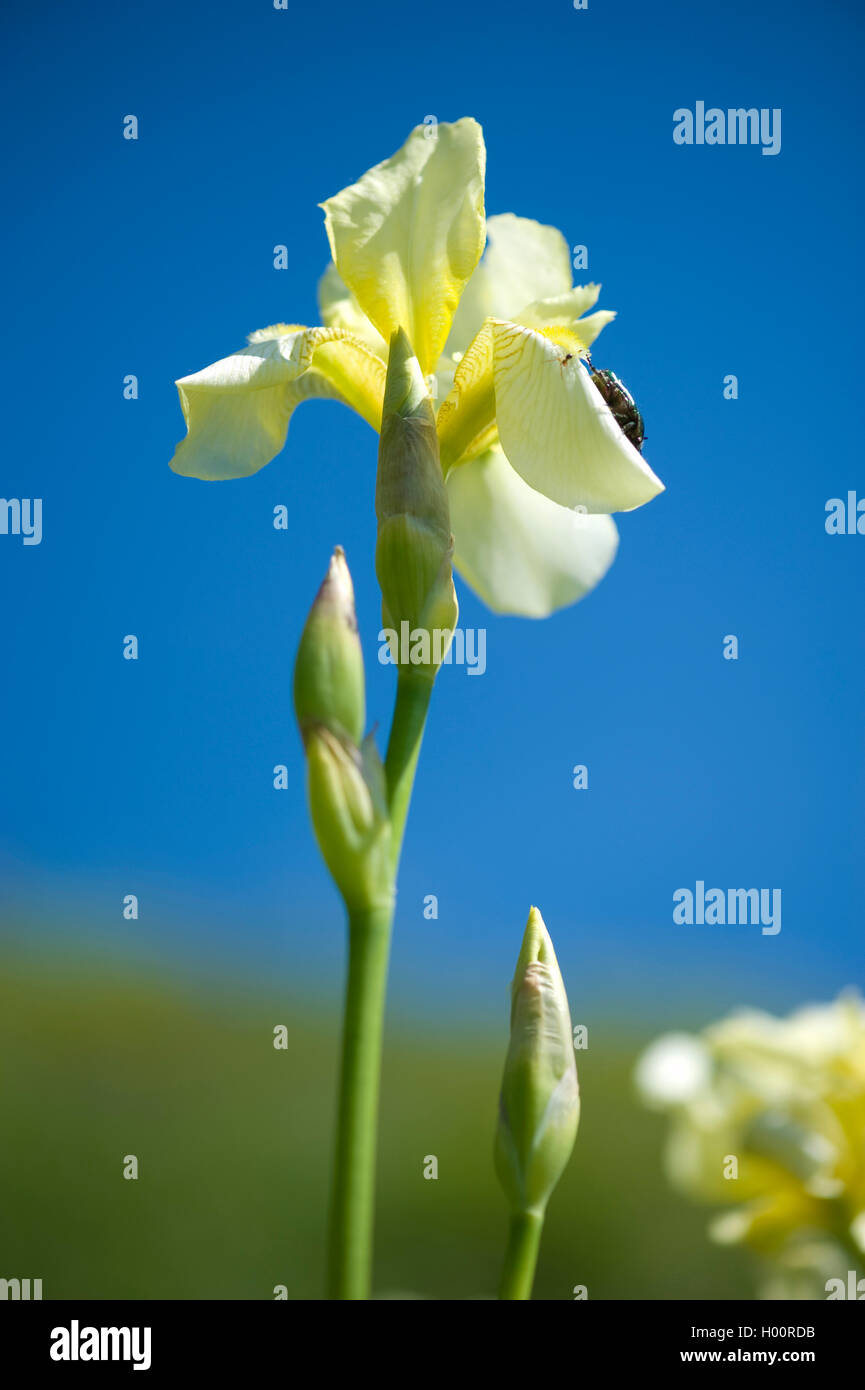 Lemon-yellow Iris (Iris flavescens, Iris x flavescens), flower with beetle Stock Photo
