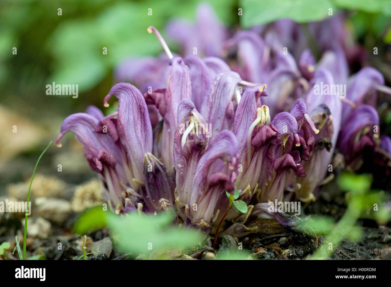 Purple Toothwort, Hidden toothwort (Lathraea clandestina, Clandestina purpurea, Clandestina penduliflora), blooming, France Stock Photo