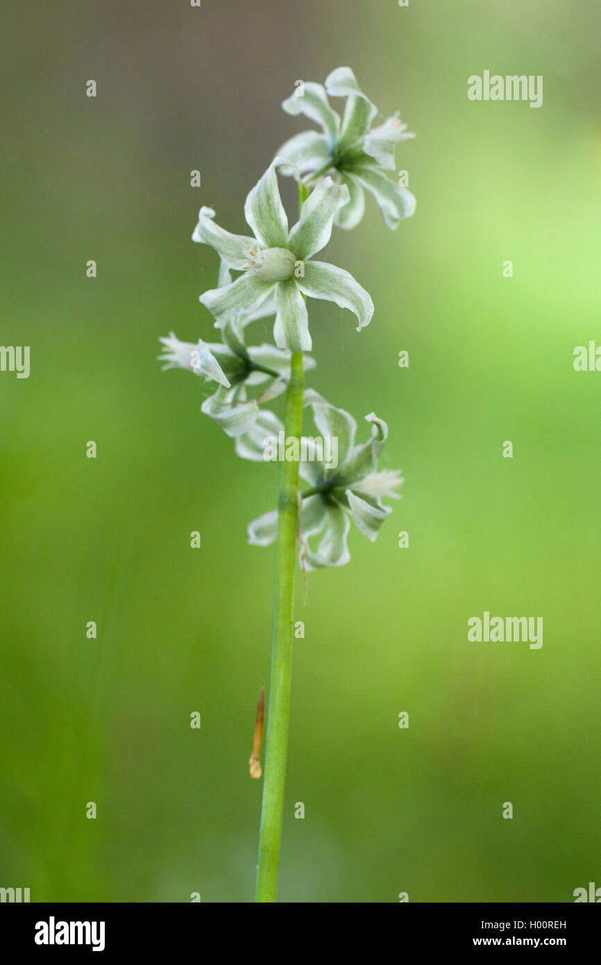 drooping star-of-bethlehem (Ornithogalum nutans), inflorescence Stock Photo