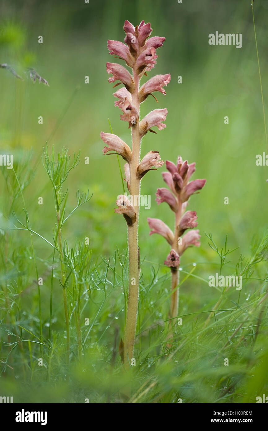 bedstraw broomrape (Orobanche caryophyllacea), blooming, Germany Stock Photo