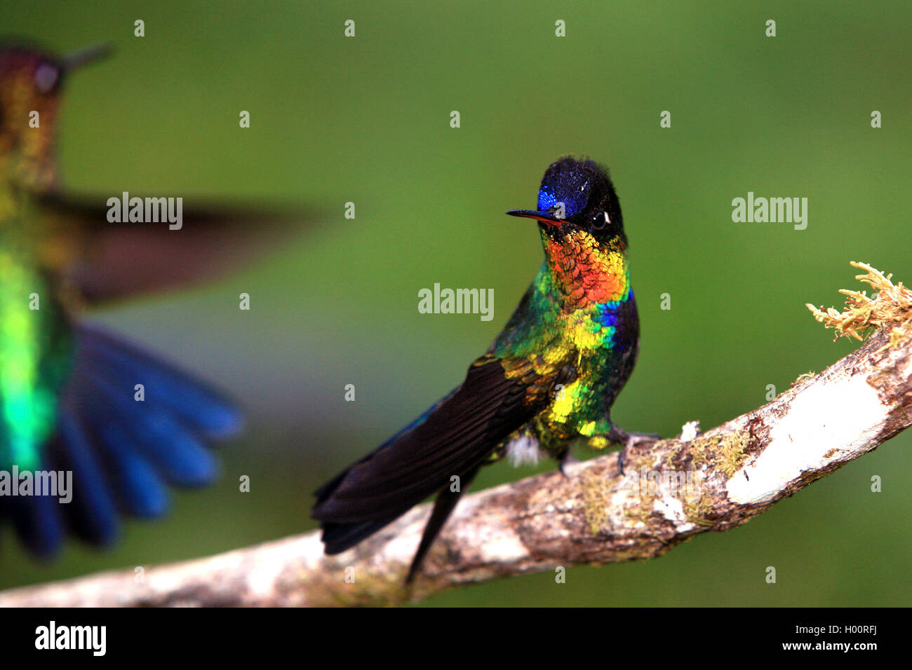 fiery-throated hummingbird (Panterpe insignis), sits on a branch, Costa Rica Stock Photo