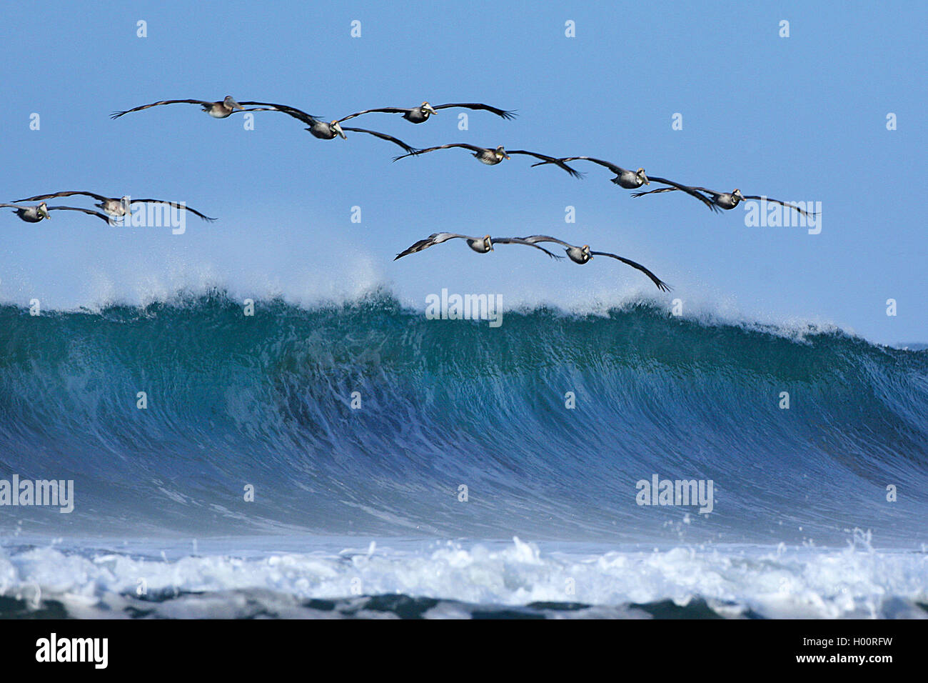 brown pelican (Pelecanus occidentalis), group flys above surf, Costa Rica Stock Photo