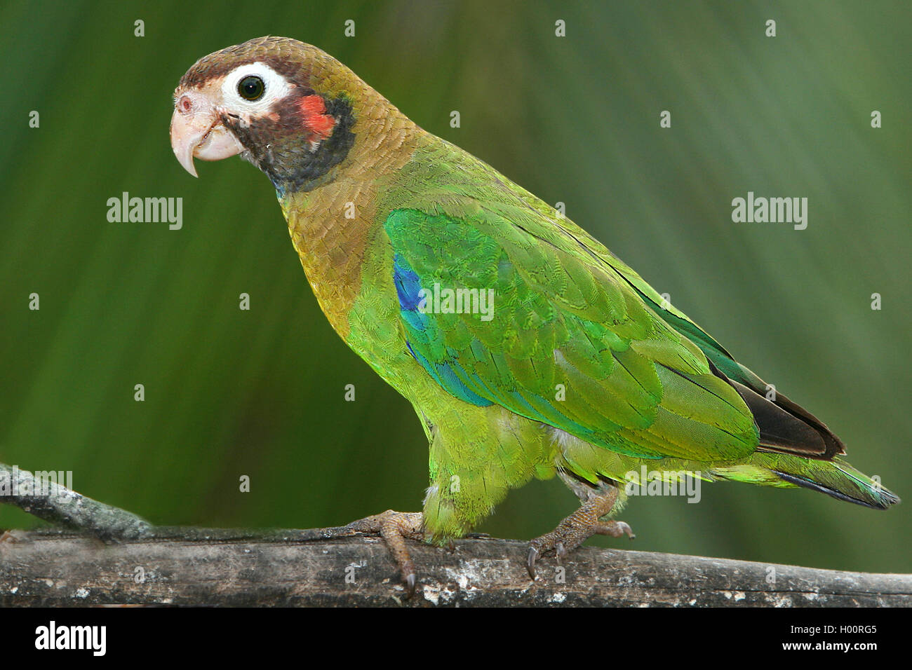 Brown-hooded Parrot (Pionopsitta haematotis), sits on a branch, Costa Rica Stock Photo