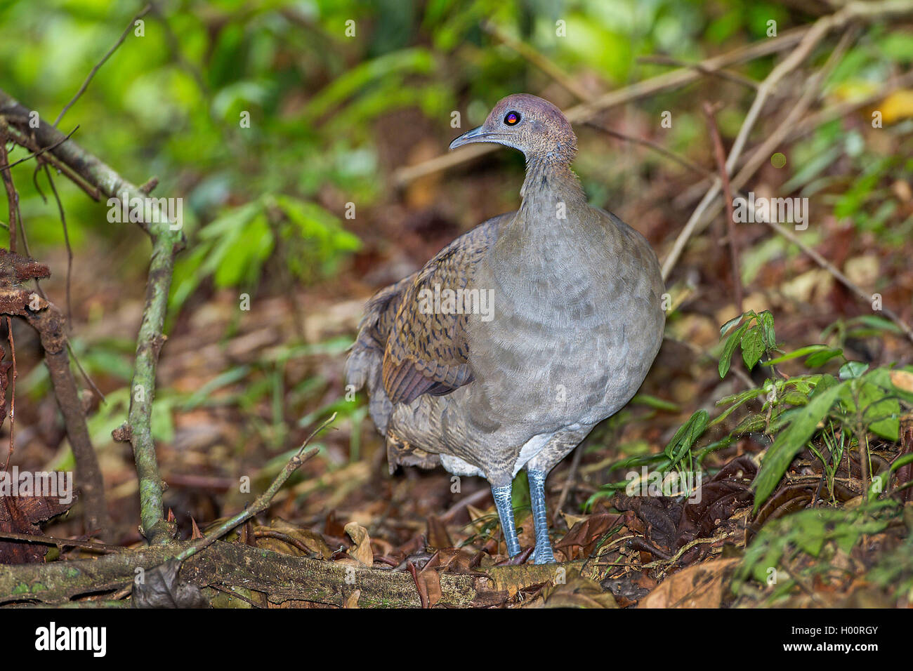 great tinamou (Tinamus major), on the ground, Costa Rica Stock Photo