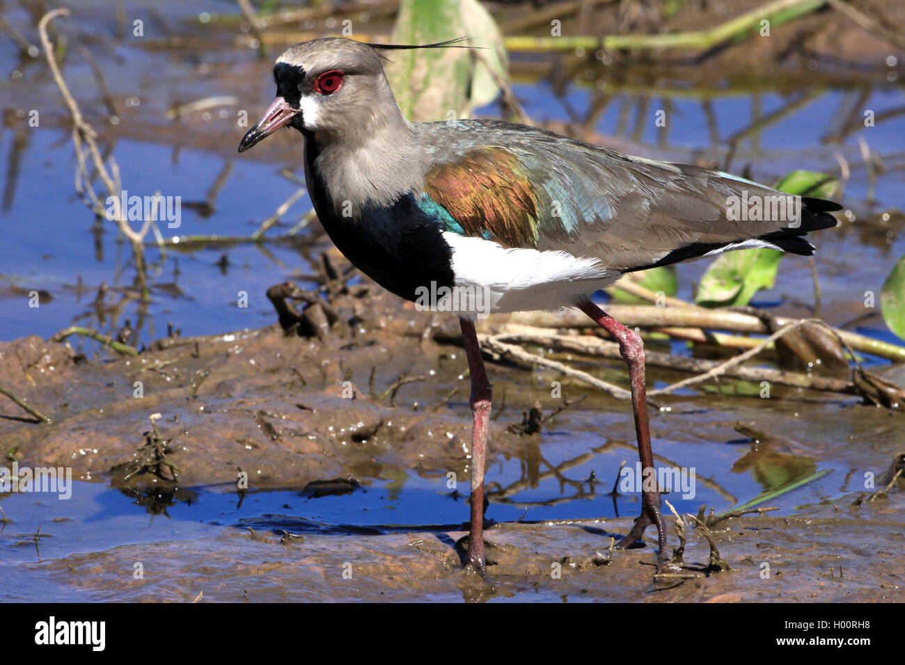 southern lapwing (Vanellus chilensis), in shallow water, Costa Rica Stock Photo